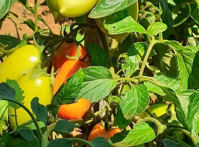 Bowie & Morgan * 포레치